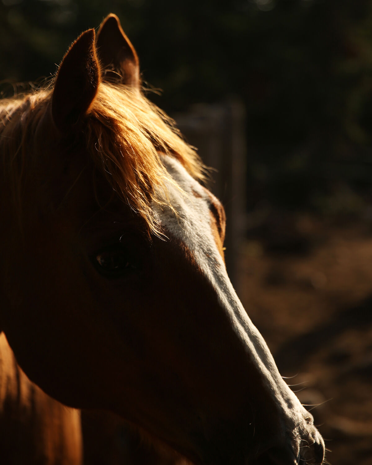 The horses and mules used at Adam Todd’s Black Tooth Excursions